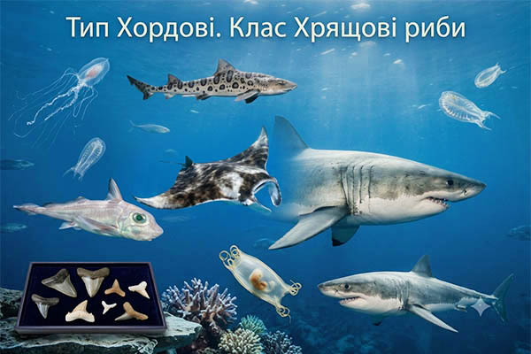 Тип Хордові. Клас Хрящові риби
