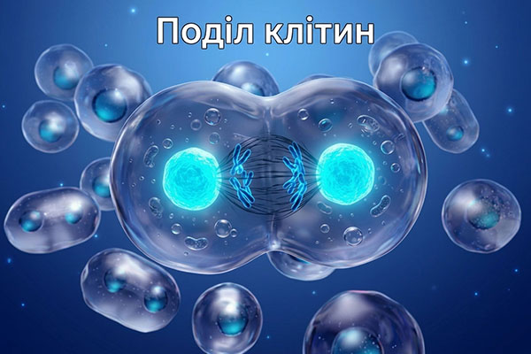 Тест: Поділ клітин