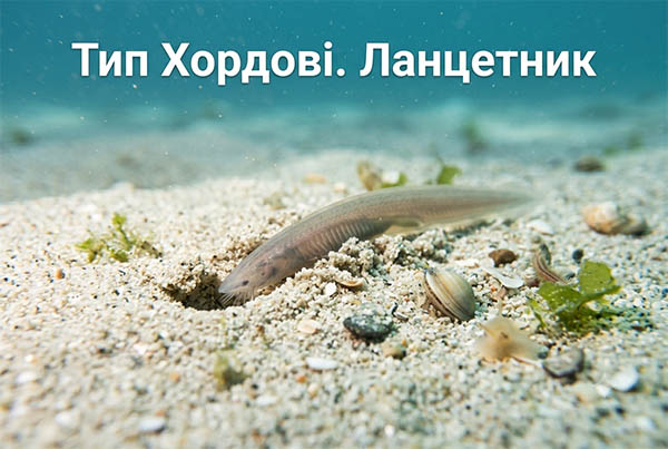 Тип Хордові - Ланцетник