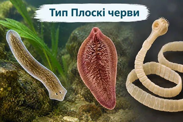 Тип Плоскі черви